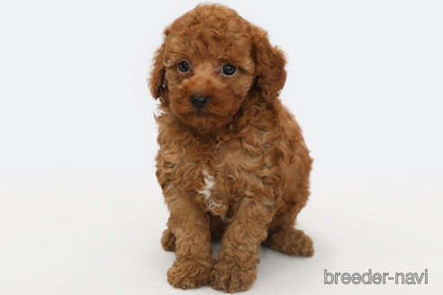 成約済の神奈川県のトイプードル-312302の1枚目